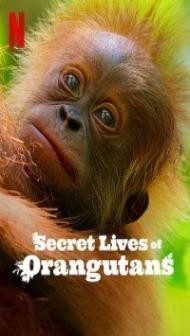 Secret Lives of Orangutans (2024) Hindi Dubbed