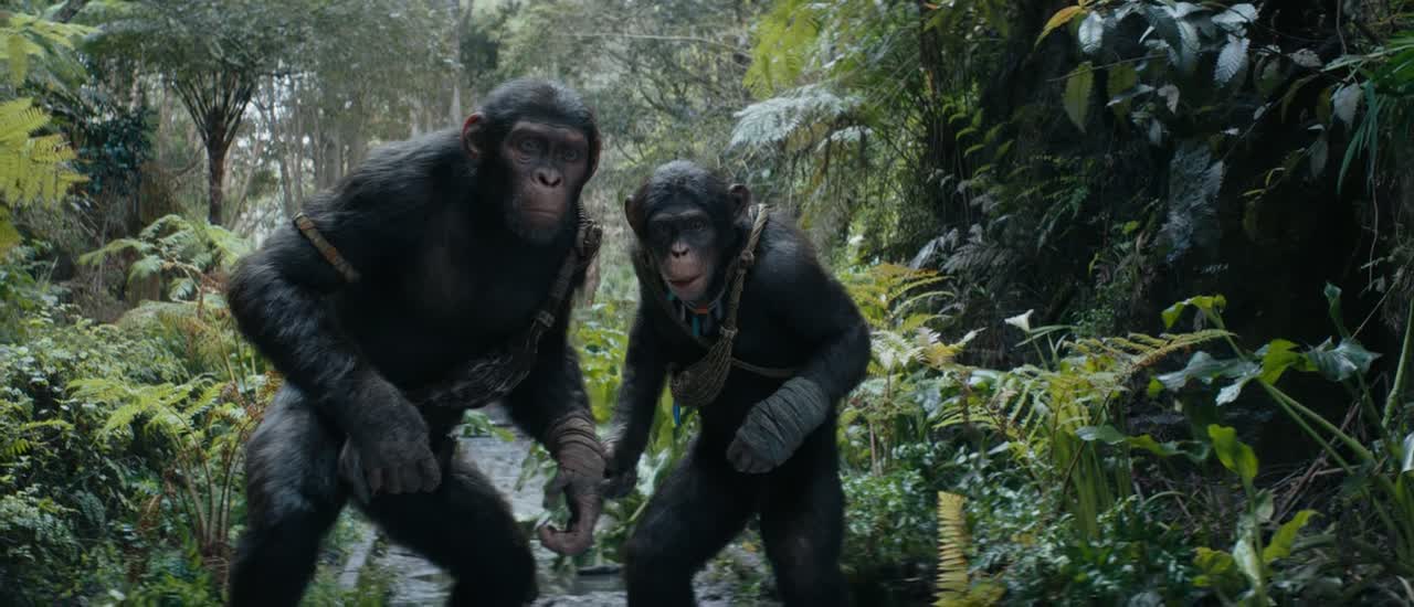 Kingdom of the Planet of the Apes 2024