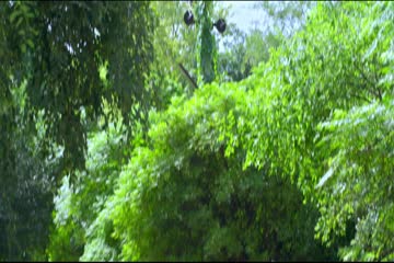 Black And White TV 2019