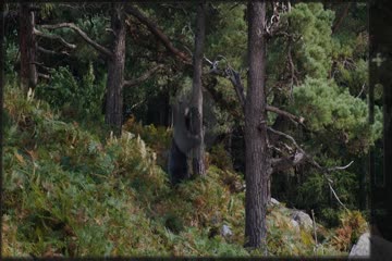 Cocaine Bear 2023 Dubb in Hindi