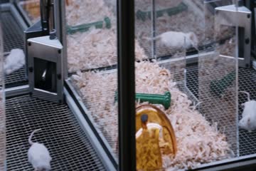 Crisis 2021 BrRip Dubb in Hindi