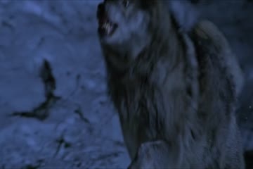 Daughter of the Wolf 2019 hindi dubb