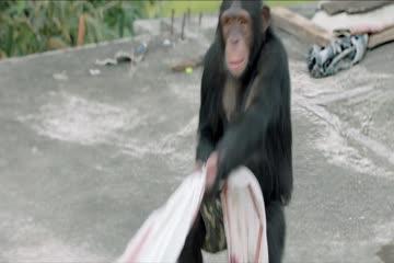Gorilla 2019 in Hindi