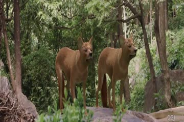 Kazhugu 2 2019 in Hindi