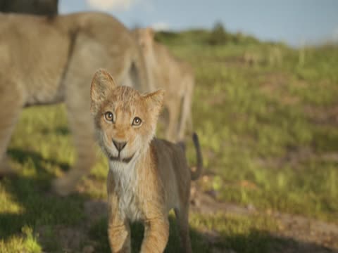 Mufasa The Lion King 2024 dubb Hindi