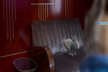 Peter Rabbit 2 The Runaway 2021 in hindi dubb
