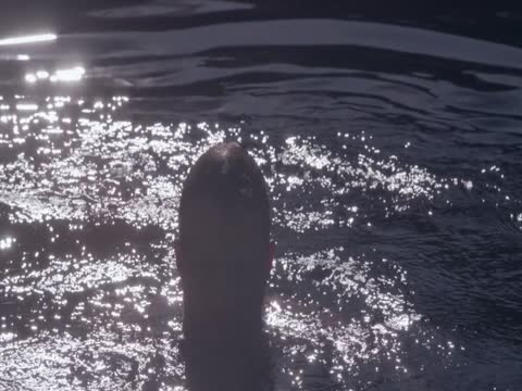 Piggy 2022 Hindi Dubbed