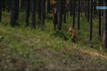 Prey 2022 Dubb in Hindi