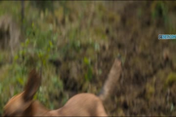 Prey 2022 Dubb in Hindi