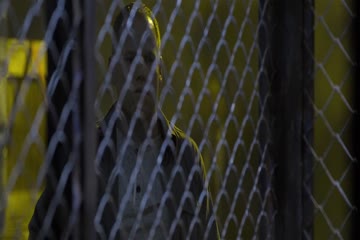 Primal 2019 Dubbed in Hindi