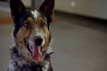 Pups United 2015 dubb in hindi