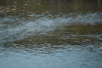 Rescued by Ruby 2022 Hdrip in hindi dubb