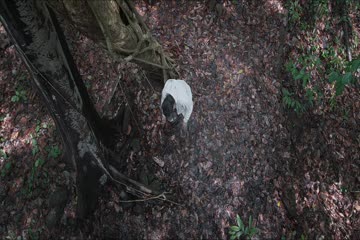 Rorschach 2022 in Hindi