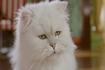 Stuart Little 2 2002 dubb in hindi