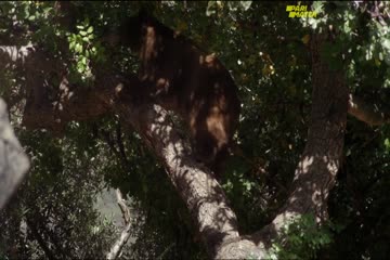 The Grounds 2018 dubb in hindi